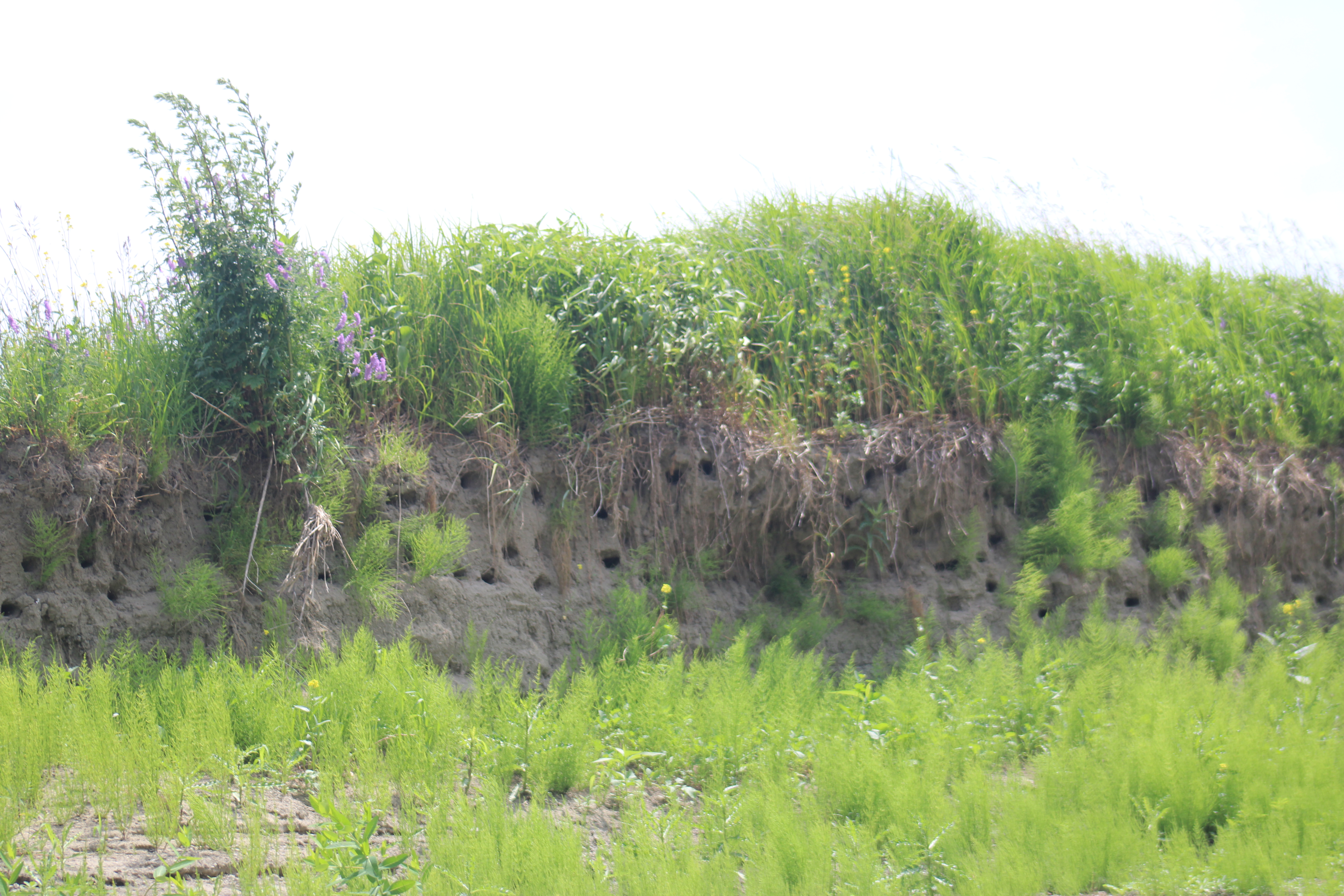 nid hirondelle rivage