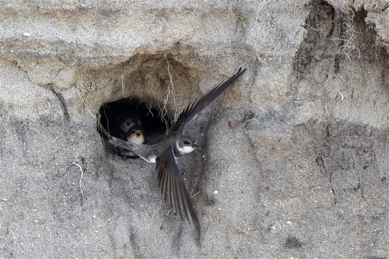 Hirondelle de rivage